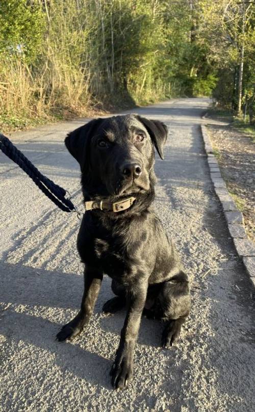 Black Male Labrador 7 months old for sale in Macclesfield, Cheshire - Image 5