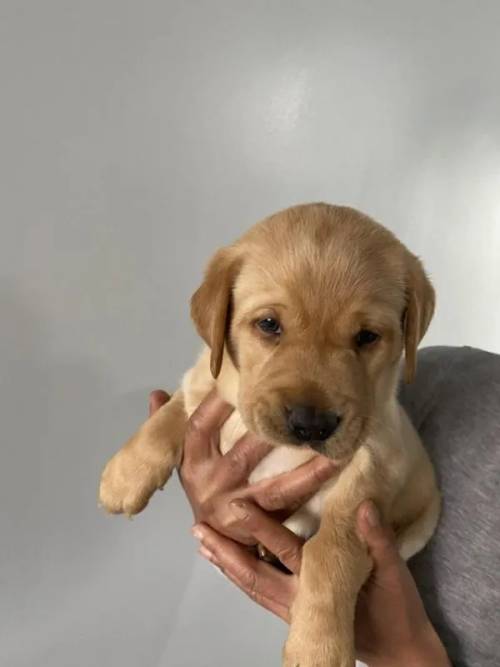 Labrador Puppies 2 Boys Left Only for sale in Barnsley, England - Image 1