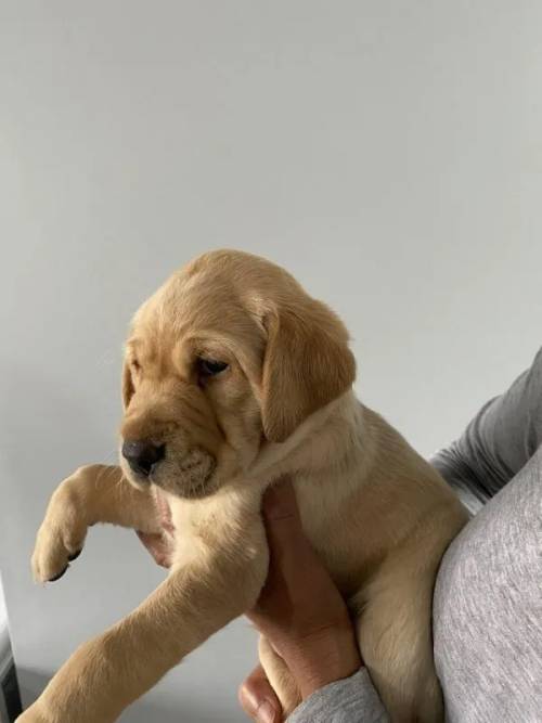 Labrador Puppies 2 Boys Left Only for sale in Barnsley, England - Image 3