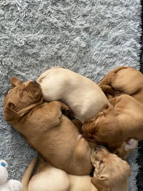 Labrador Puppies 2 Boys Left Only for sale in Barnsley, England - Image 4