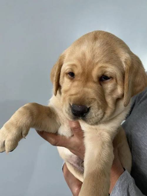 Labrador Puppies 2 Boys Left Only for sale in Barnsley, England - Image 5