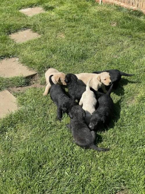 Labrador puppies, black and yellow, dogs and bitches for sale in Chipping Norton, Oxfordshire - Image 2