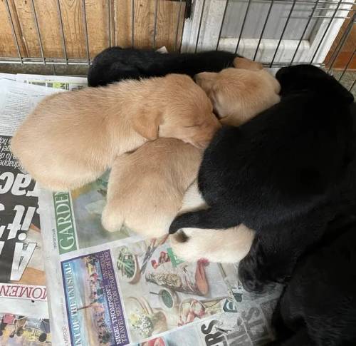 Labrador puppies, black and yellow, dogs and bitches for sale in Chipping Norton, Oxfordshire - Image 3