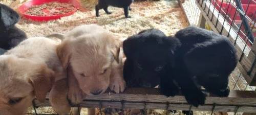 5 week old healthy labrador pups for sale in Hebden Bridge, West Yorkshire - Image 1