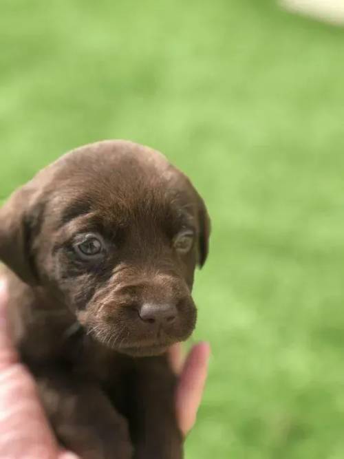 Labrador retriever puppies silver/chocolate for sale in Middlewich, Cheshire - Image 1