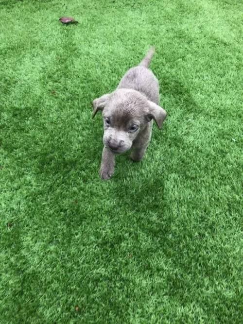 Labrador retriever puppies silver/chocolate for sale in Middlewich, Cheshire - Image 4