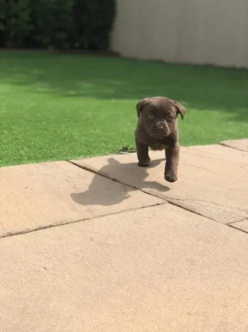 Labrador retriever puppies silver/chocolate for sale in Middlewich, Cheshire - Image 5