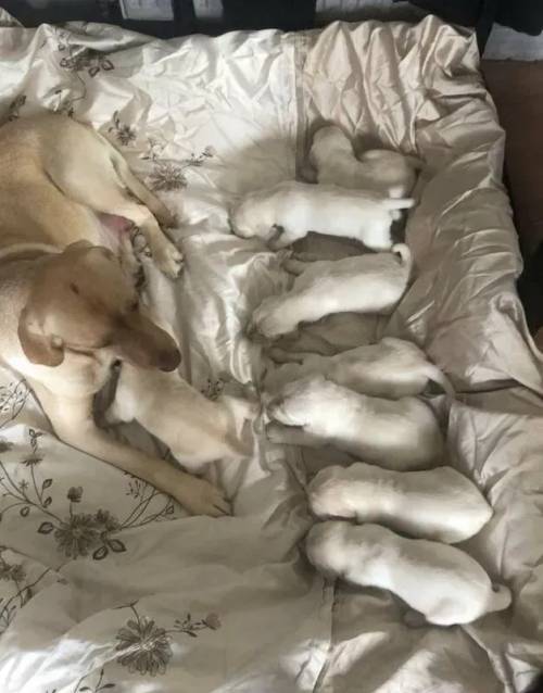 Labrador retriever pups for sale in Llanelli, Wales - Image 1