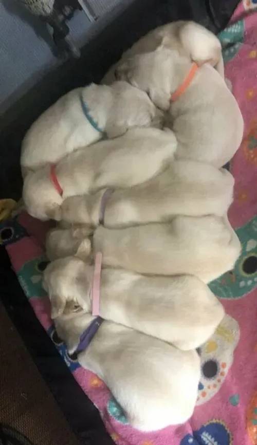 Labrador retriever pups for sale in Llanelli, Wales - Image 5