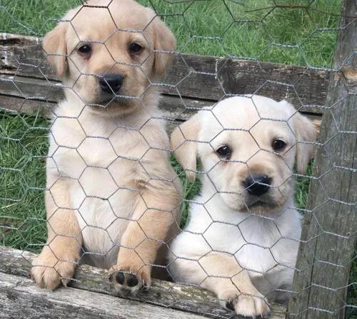 Ready now obedient lovely Labradors. for sale in Spalding, Lincolnshire - Image 2