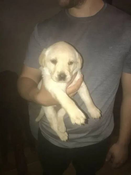 beautiful Labrador Puppies ready to go!! for sale in Trelogan, Flintshire - Image 2