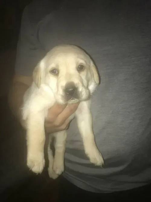 beautiful Labrador Puppies ready to go!! for sale in Trelogan, Flintshire - Image 3