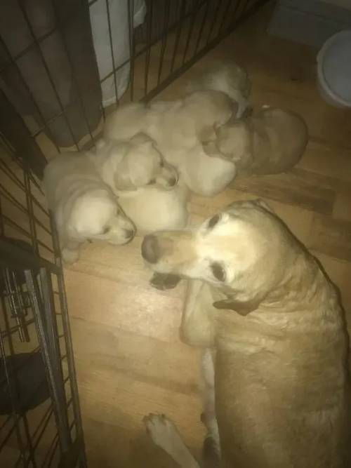 beautiful Labrador Puppies ready to go!! for sale in Trelogan, Flintshire - Image 5