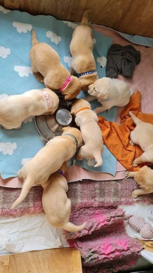 K.c registered labrador puppies for sale in Bridgend, Mid Glam - Image 2