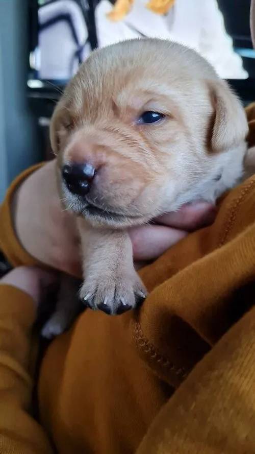 K.c registered labrador puppies for sale in Bridgend, Mid Glam - Image 3