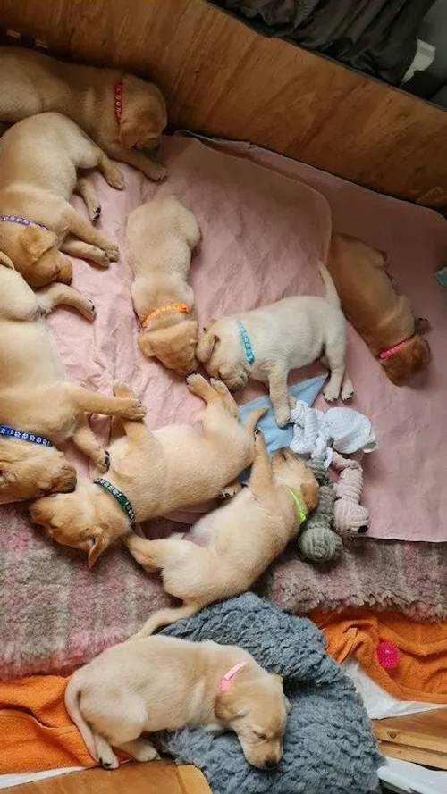 K.c registered labrador puppies for sale in Bridgend, Mid Glam - Image 5