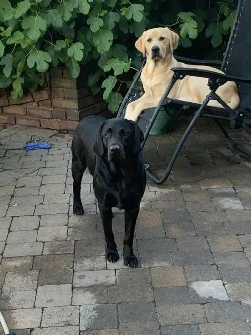 Fluffy Labrador puppies ready in 1 week for sale in Radcliffe, Manchestee - Image 1