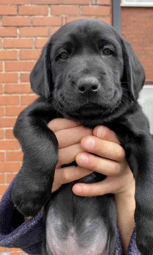 Fluffy Labrador puppies ready in 1 week for sale in Radcliffe, Manchestee - Image 2