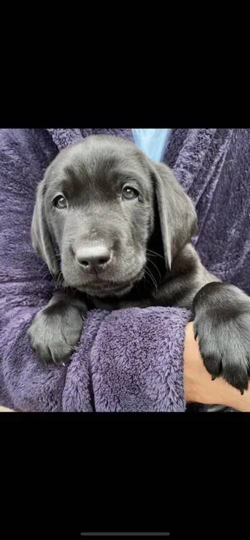 Fluffy Labrador puppies ready in 1 week for sale in Radcliffe, Manchestee - Image 3