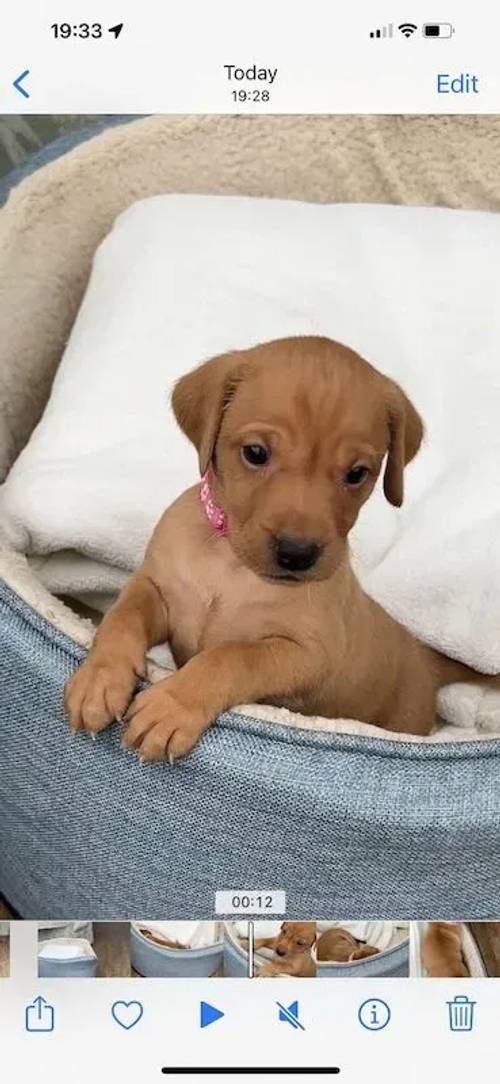 A Perfect Litter of Vizsladors for sale in Kineton, Warwickshire - Image 1