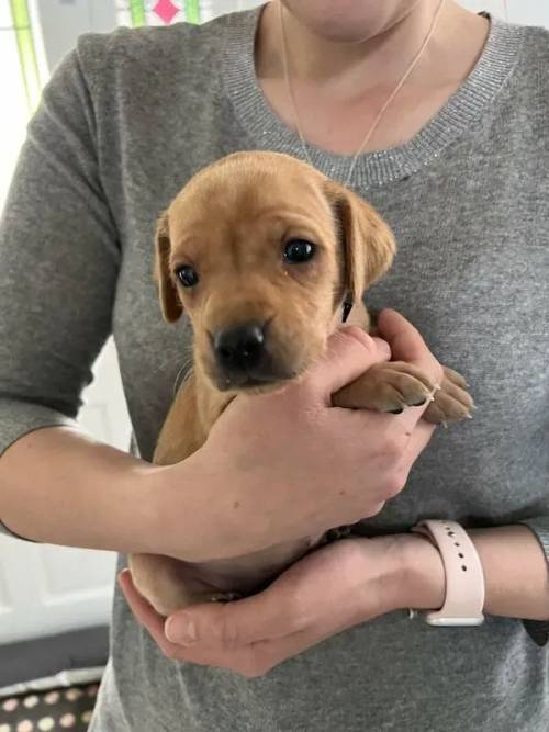 A Perfect Litter of Vizsladors for sale in Kineton, Warwickshire - Image 3