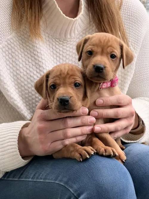 A Perfect Litter of Vizsladors for sale in Kineton, Warwickshire - Image 5