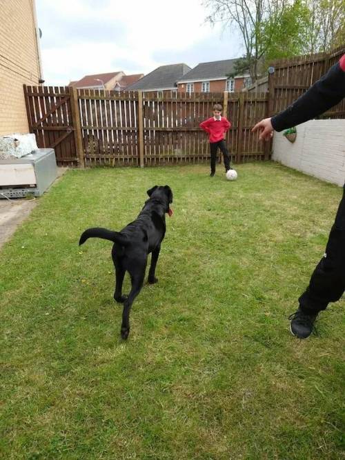 9 month old Black Labrador puppy for sale in Stockton-on-tees, Durham - Image 1