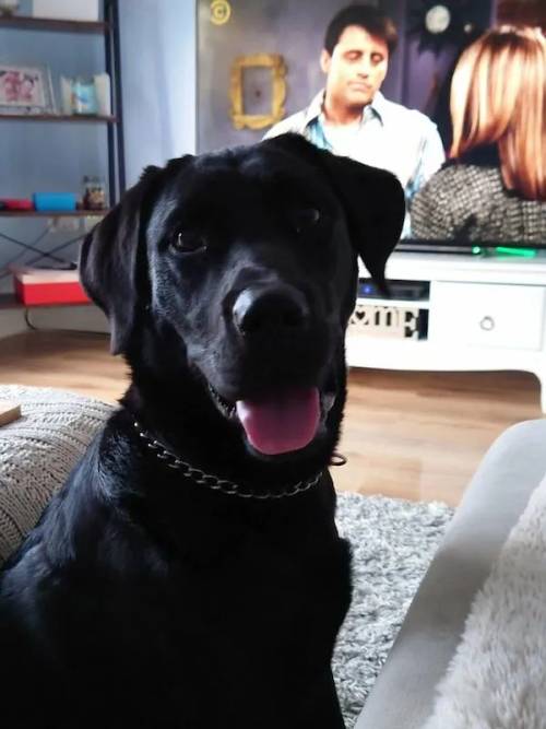 9 month old Black Labrador puppy for sale in Stockton-on-tees, Durham - Image 2