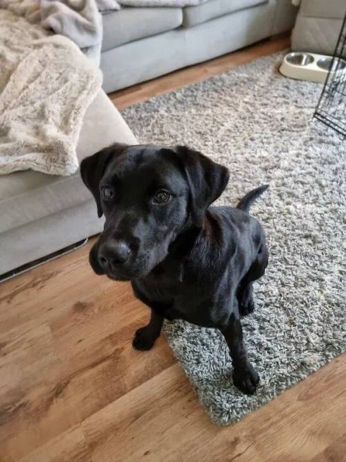 9 month old Black Labrador puppy for sale in Stockton-on-tees, Durham - Image 4