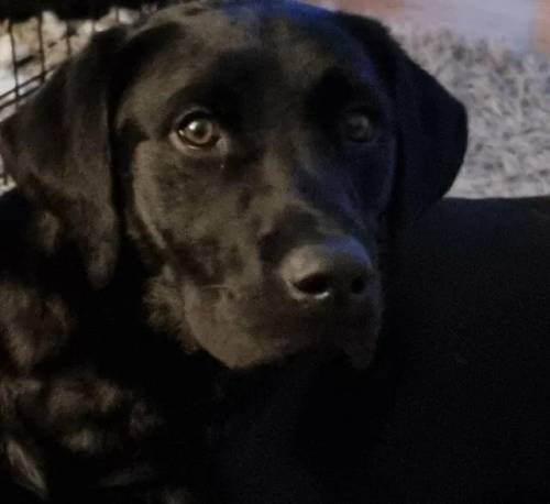 9 month old Black Labrador puppy for sale in Stockton-on-tees, Durham - Image 5