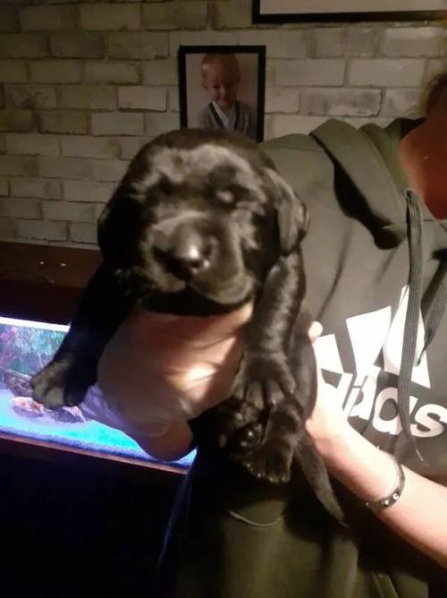 Beautiful litter of labrador puppies for sale in Wyberton, Lincolnshire - Image 1