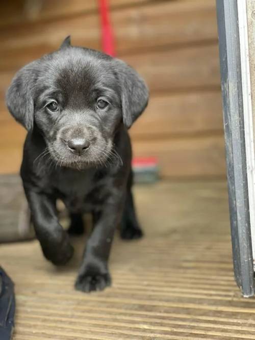 KC Registered Black working type Labrador Puppies for sale in Fordingbridge, Hampshire - Image 3