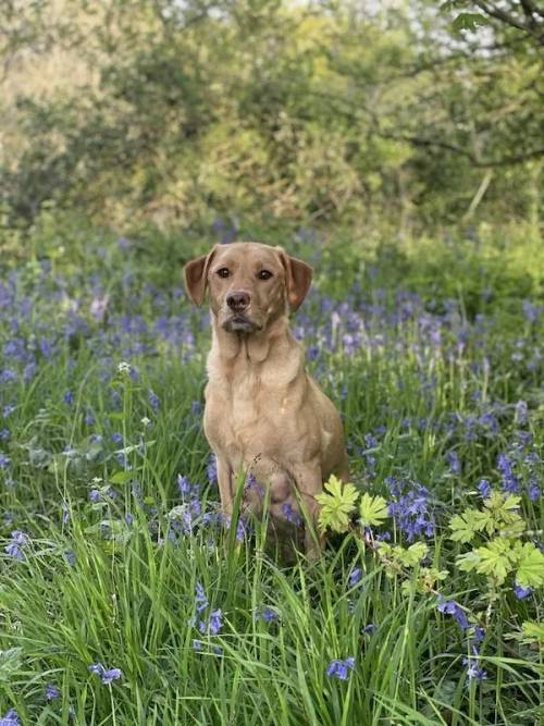 KC Registered Black working type Labrador Puppies for sale in Fordingbridge, Hampshire - Image 4