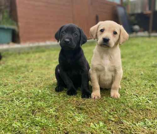 Beautiful Little of Labrador puppies for sale in Goole, East Riding of Yorkshire - Image 1