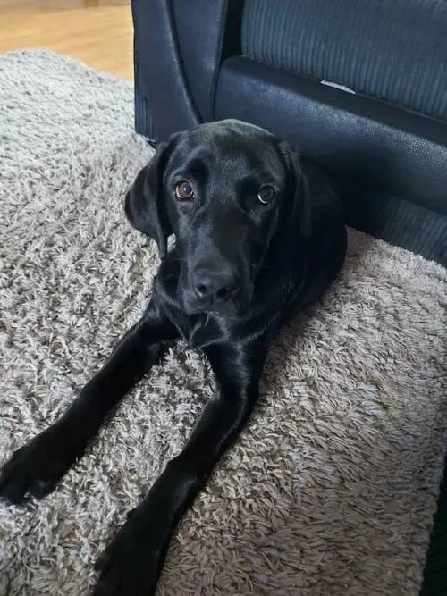 7 mth old labrador black Retriever for sale in Crewe, Cheshire - Image 1