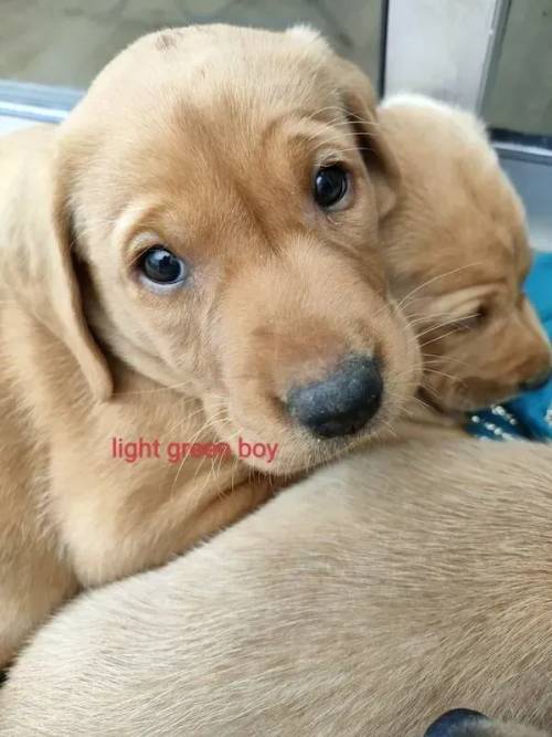 Beautiful Fox Red Labradors puppies for sale in Northallerton, North Yorkshire - Image 1