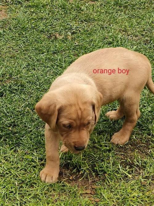 Beautiful Fox Red Labradors puppies for sale in Northallerton, North Yorkshire - Image 2