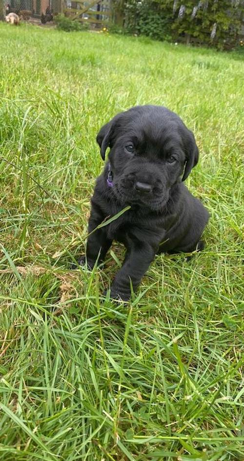 Two beautiful Black Labrador puppies for sale in Louth, Lincs - Image 1