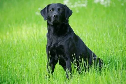 Two beautiful Black Labrador puppies for sale in Louth, Lincs - Image 2