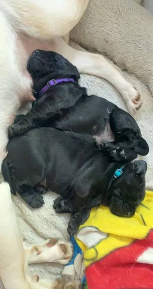 Two beautiful Black Labrador puppies for sale in Louth, Lincs - Image 4