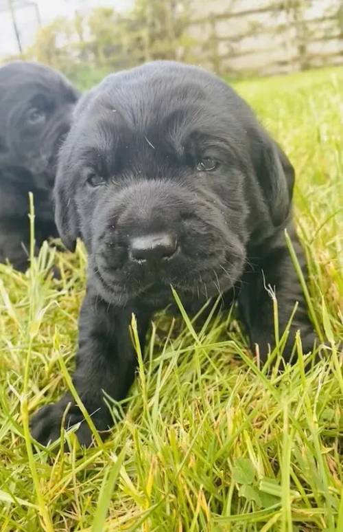 Two beautiful Black Labrador puppies for sale in Louth, Lincs - Image 5