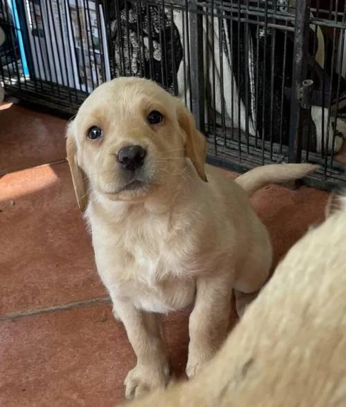 Labrador puppies for sale Yellow and Red for sale in Horley, Surrey - Image 1