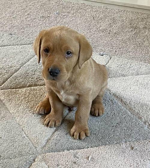 Labrador puppies for sale Yellow and Red for sale in Horley, Surrey - Image 2