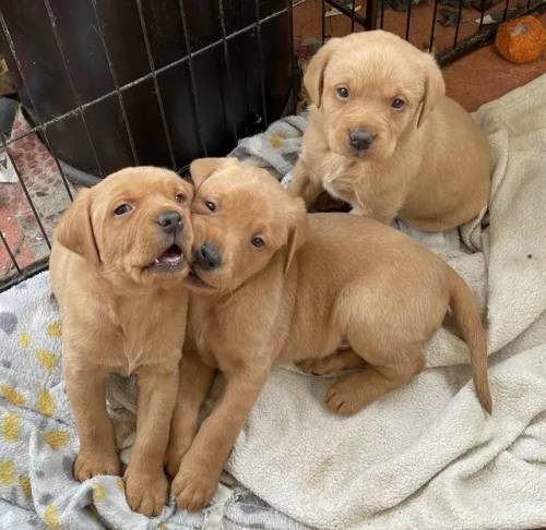 Labrador puppies for sale Yellow and Red for sale in Horley, Surrey - Image 3