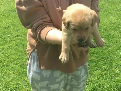 Chunky yellow Labrador puppies kc registered for sale in Hellaby, South Yorkshire - Image 3