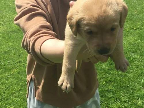 Chunky yellow Labrador puppies kc registered for sale in Hellaby, South Yorkshire - Image 4