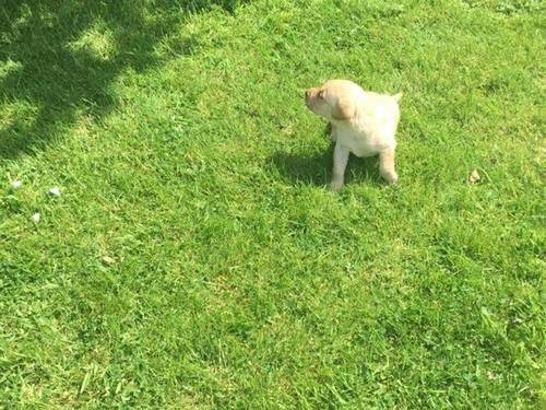 Chunky yellow Labrador puppies kc registered for sale in Hellaby, South Yorkshire - Image 5