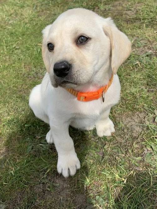 Labrador puppies for sale 4 Boys 1 back 3 Golden for sale in Wisbech, Cambridgeshire - Image 1