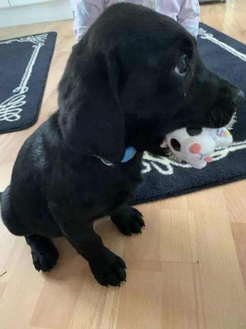 Labrador puppies for sale 4 Boys 1 back 3 Golden for sale in Wisbech, Cambridgeshire - Image 3