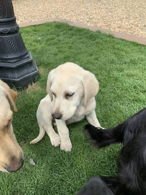 Labrador puppies for sale 4 Boys 1 back 3 Golden for sale in Wisbech, Cambridgeshire - Image 4